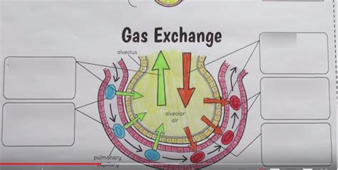 Gas Exchange Diagram Quizlet