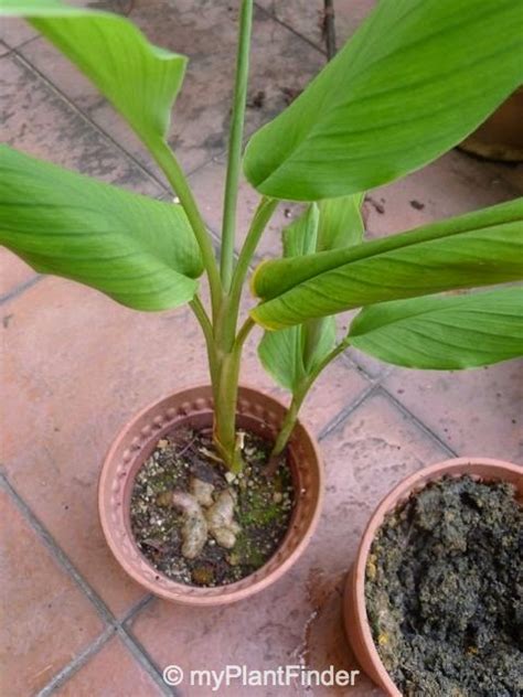 MY PLANT FINDER | Plant Guide: Curcuma longa