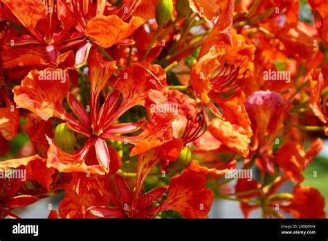 Beautiful Orange Delonix Regia Or Royal Poinciana Flamboyant Or