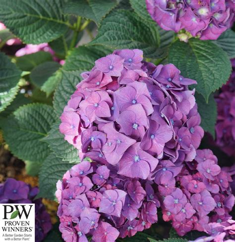 Let S Dance Big Band Hydrangea Altum S Garden Center Zionsville In