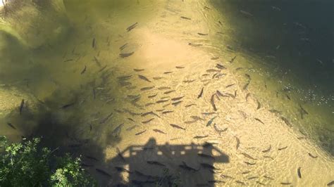 Trout In The Rise In Sinks Canyon Wyoming Part I Youtube