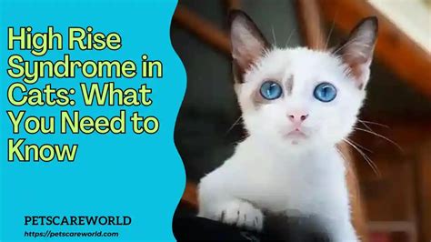 High Rise Syndrome Cats What You Need To Know