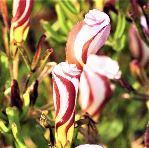 Oxalis Versicolor Plant Eggs Shamrock Plant Purple Shamrock Easy To