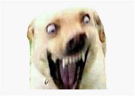 Cursed Images Hot Dog