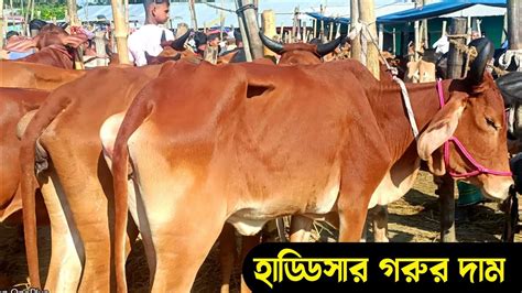 শুকনো হাড্ডিসার গরুর দাম জানুন কুমিল্লার চান্দিনা হাট থেকে শুকনো