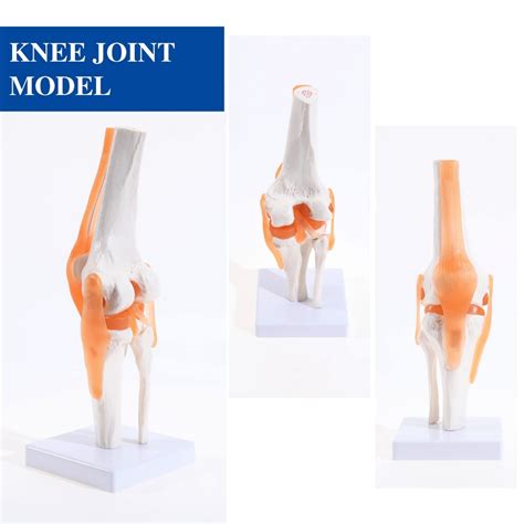 Knee Joint Model With Flexible Ligaments Life Size For Anatomical