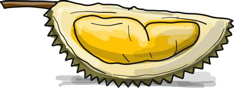 Durian Sketch For Your Design Royalty Free Vector Image