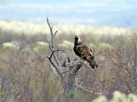 Eagle Gallery: Golden Eagle Predators