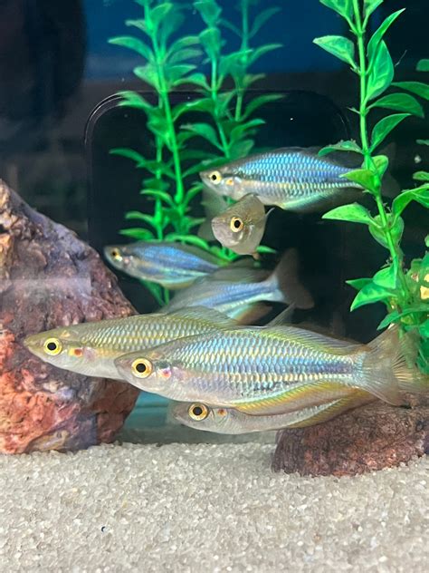 Aru Rainbowfish Melanotaenia Picta Shop Imperial Tropicals