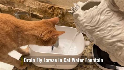 Drain Fly Larvae in Cat Water Fountain: Are Drain Fly Larvae Harmful? » Best Cat Adviser