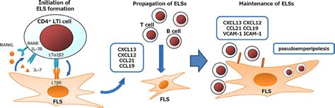 Frontiers Regulation Of Immune Responses And Chronic Inflammation By