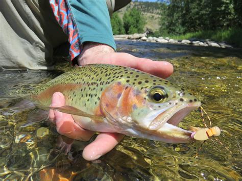 Stillwater River Fly Fishing | River Description by Wet Net Outfitters