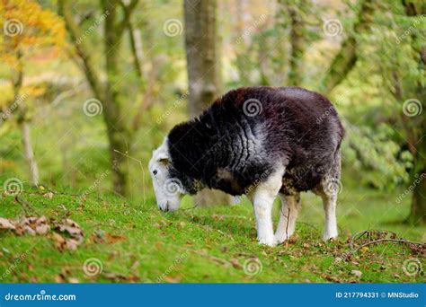 Sheep Marked With Colorful Dye Grazing In Green Pastures Adult Sheep