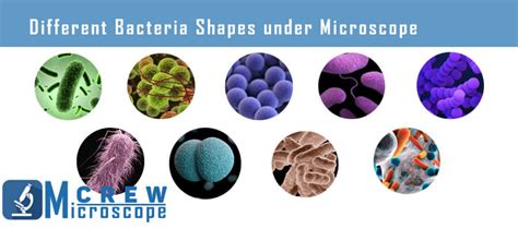 How To Identify And View Bacteria Shape Under Microscope Microscope Crew