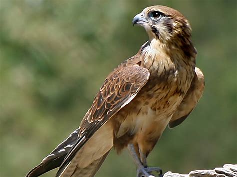Falcon wallpaper | 1024x768 | #1417