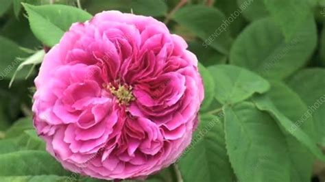 Pink Complicata Rose Stock Video Clip K Science Photo Library