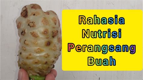 Cara Membuat Pupuk Organik Cair Dari Buah Mengkudu Youtube