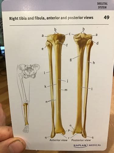 49 Right Tibia And Fibula Anterior And Posterior Views Flashcards Quizlet