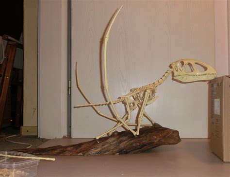 Dimorphodon skeleton by Lormouth - Paleo Re-creations - The Fossil Forum