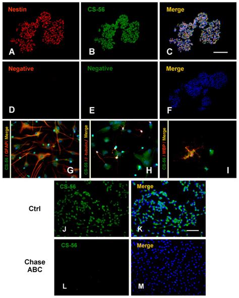 CSPG Expression On NPCs In Vitro A C Immunofluorescence Double