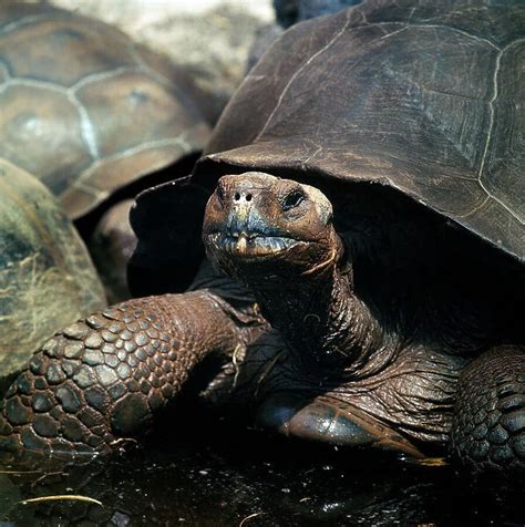 Galapagos Giant Tortoise Geochelone Elephantopus