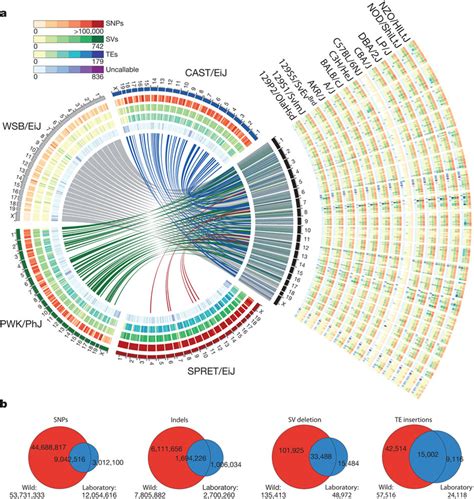 An Overview Of Variants Called From 17 Mouse Genomes Relative To The Download Scientific