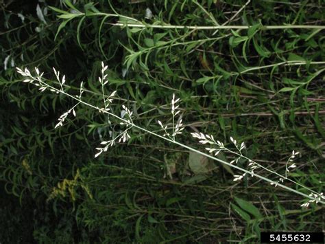 Canada Bluegrass Poa Compressa