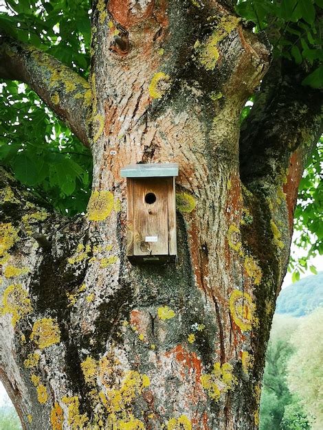 Premium Photo Close Up Of Birdhouse On Tree Trunk