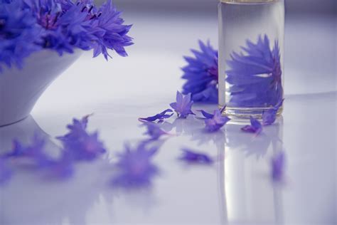 Free Images Lavender Purple Violet Cobalt Blue Lilac Flower