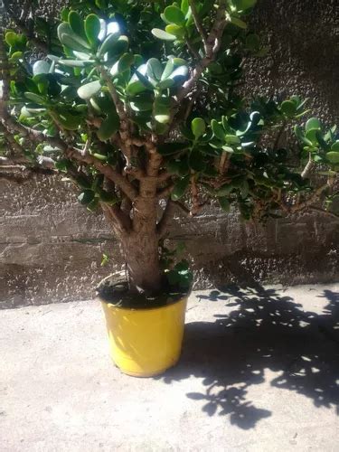 Rbol De Jade Crassula Ovata Abund Tipo Bonsai Cm A Os En Venta