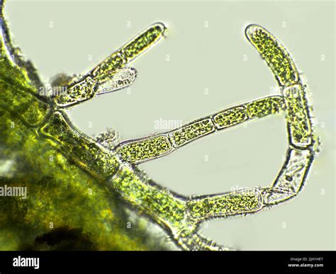 Algues Cladophora Sp Sous Une Vue Microscopique Algues Vertes