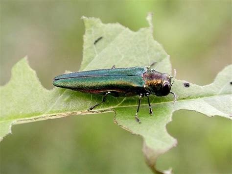 Emerald Ash Borer | Ontario's Invading Species Awareness Program