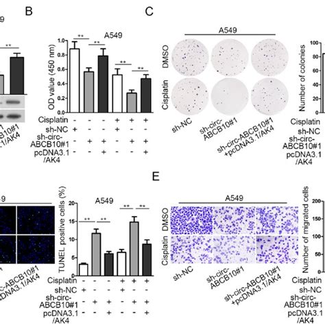 Circ Abcb Contributes To Cisplatin Resistance Of Lung Cancer By