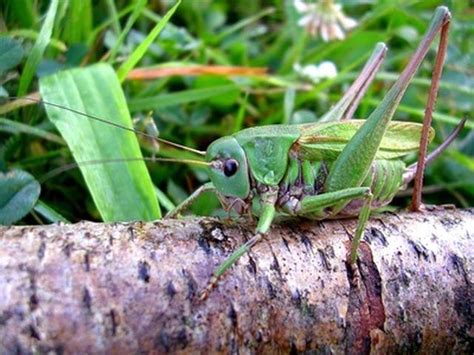 Learn The Natural Way To Get Bugs And Grasshoppers To Stop Eating Outdoor Plants How To Guides