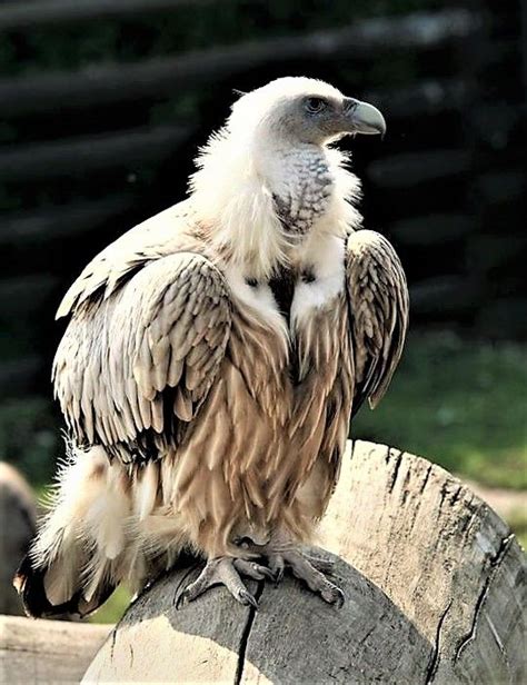 Himalayan Vulture | Beautiful birds, Vulture, Birds