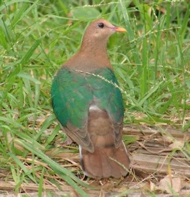 Tamil Nadu Districts: State Bird of Tamil Nadu