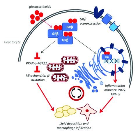 Schematic Representation Of Glucocorticoid Receptor Gr