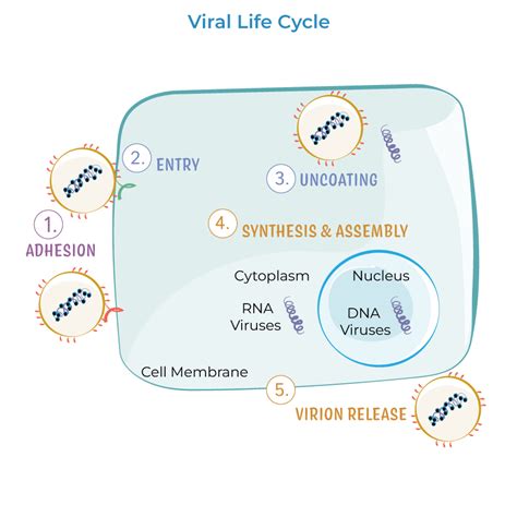 Immunology Microbiology Glossary Viral Replication Ditki Medical And Biological Sciences