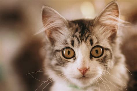 Funny Cat Looks Into The Camera With Frightened Eyes A Portrait Of A Kitten Similar To A Lemur