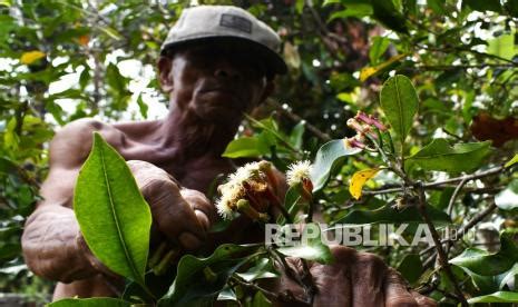 Harga Cengkeh Di Madiun Naik Dijual Rp 95 RIbu Per Kilogram