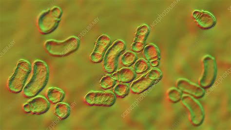 Malassezia Skin Fungus Illustration Stock Image F0343225