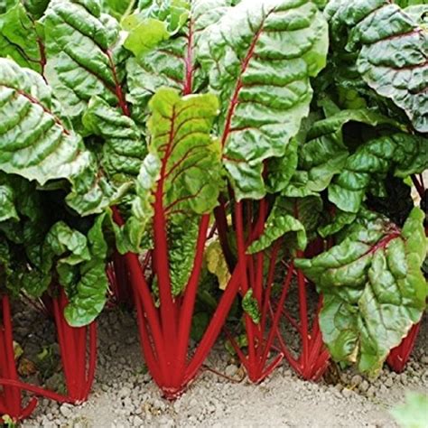 Airex Red Swiss Chard Seeds Avg Seeds X Packet Amazon In