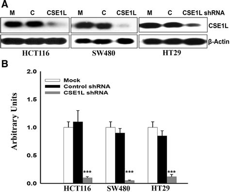 Knockdown Of Protein Expression In Hct Sw And Ht Colorectal