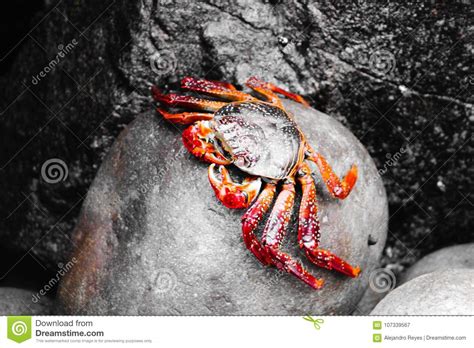 Crab Resting On A Rock Stock Image Image Of Originality 107339567