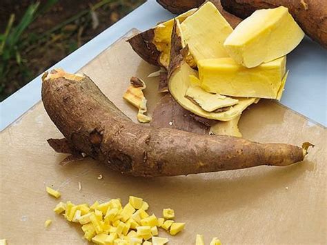 Yellow Cassava Alchetron The Free Social Encyclopedia