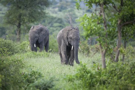 Two African Elephants Stock Image F Science Photo Library