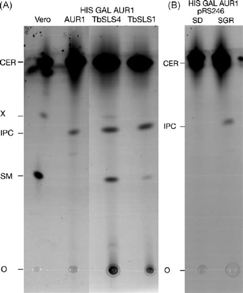 A Metabolic Labelling Of Yeast Ipc Synthase Aur1 Complemented Yph499 Download Scientific