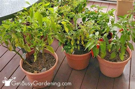 Peppers Are Perennial Plants That Can Be Overwintered Indoors And Grown