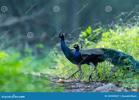 Indian Peafowl Or Peacock Beautiful Scenic Green Background In Misty