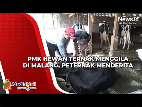 PMK Hewan Ternak Menggila Di Malang Peternak Menderita YouTube